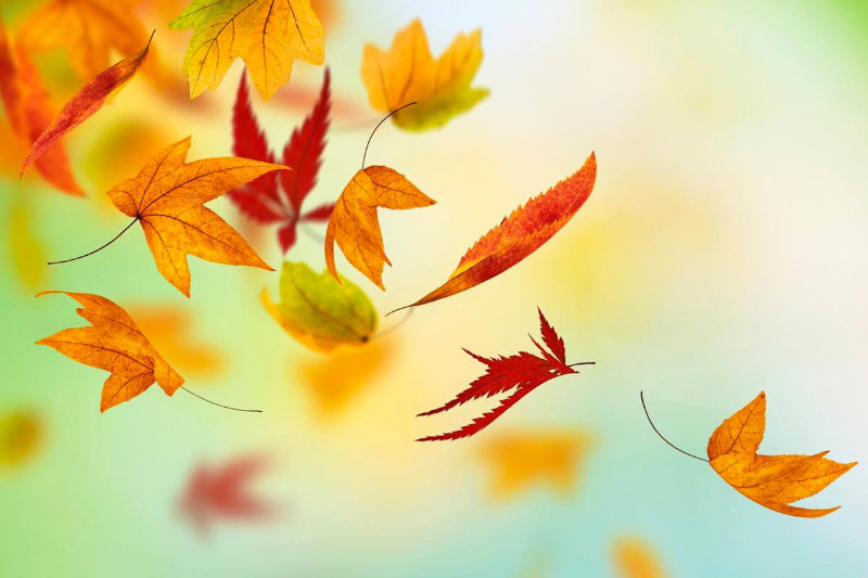 Harmonising Your Autumn: A Journey into Ayurveda blog post